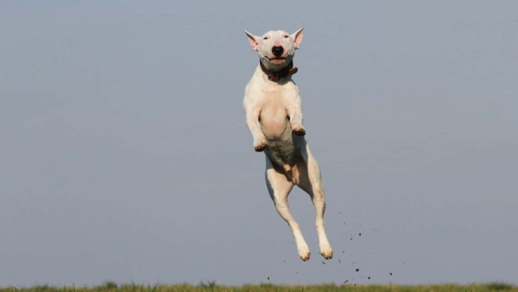 Best Wireless Invisible Dog Fence