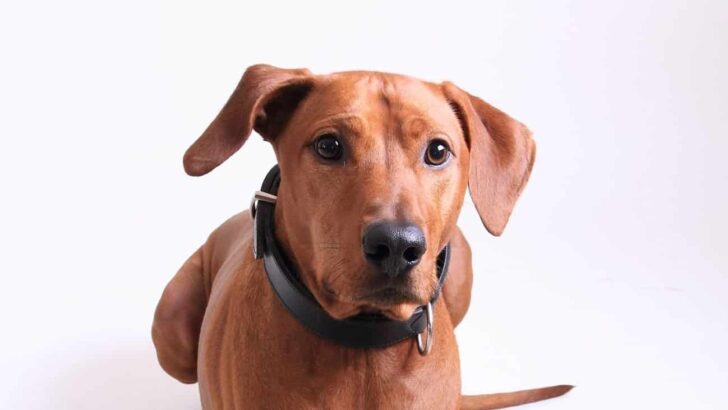 Best Leather Dog Collars