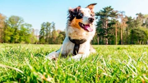 The 5 Best [Must-Have] Dog Foods For Australian Shepherds