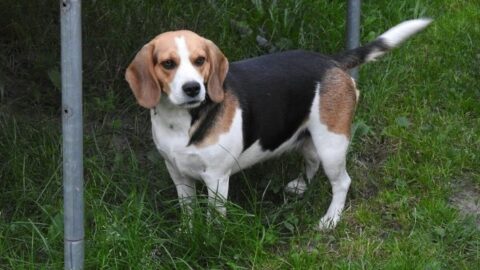 The 5 Best Dog Food For Beagles & Their Puppies