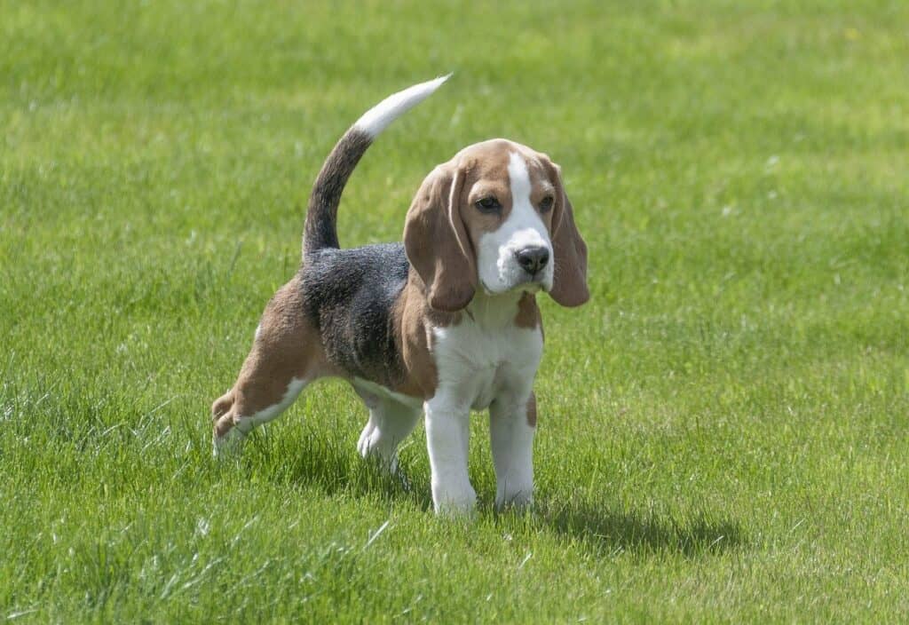 Beagle dog closeup