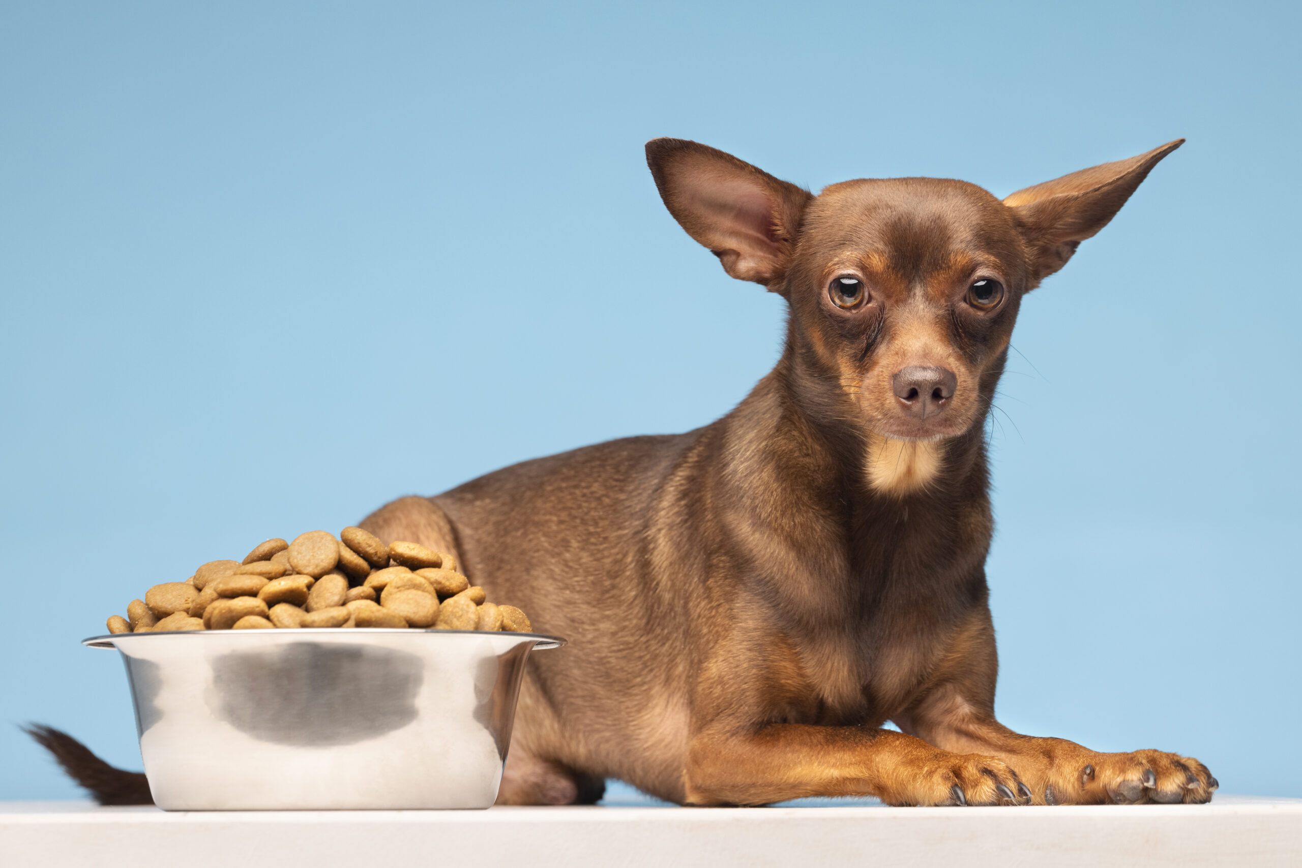 Dog Food Types: Kibble, Fresh, Raw