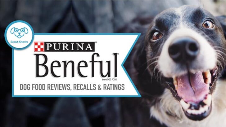 Beneful Dog Food Review