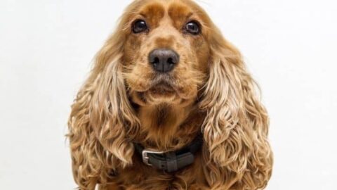 The 5 Best Dog Foods For Cocker Spaniel And Their Puppies