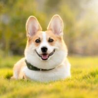 Corgis Banner