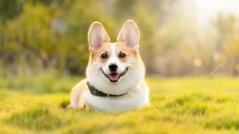 The 5 Best Dog Food For Corgis And Their Puppies