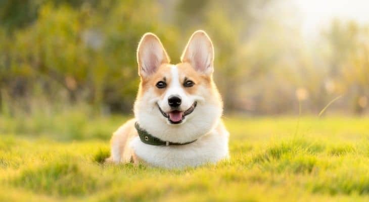 best food for corgi puppies A Tail-Wagging Guide to Nutrition best food for corgi puppies A Tail-Wagging Guide to Nutrition