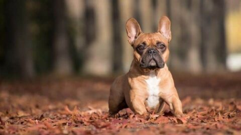 The 5 [Must-Have] Dog Foods For French Bulldogs