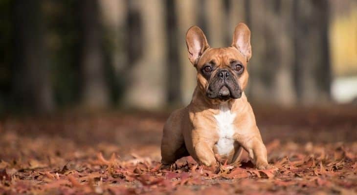 French Bulldog banner