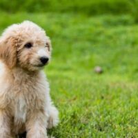 Goldendoodle Puppy Image