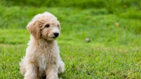 The 10 Best Dog Foods For Goldendoodles: Puppy, Adult & Seniors