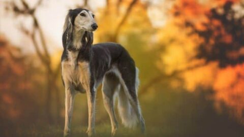 The 5 Best Dog Foods For Greyhounds: Reviews & Buyer’s Guide