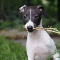 Italian Greyhound Banner