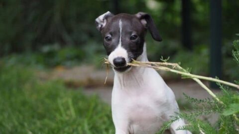 The 5 [Must-Have] Dog Foods For Italian Greyhounds