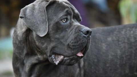 The 9 Best Dog Foods For Mastiffs And Their Puppies