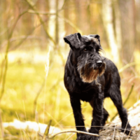 Schnauzer banner