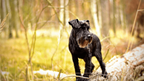 The 5 Best [Must-Have] Dog Food For Schnauzers And Their Puppies