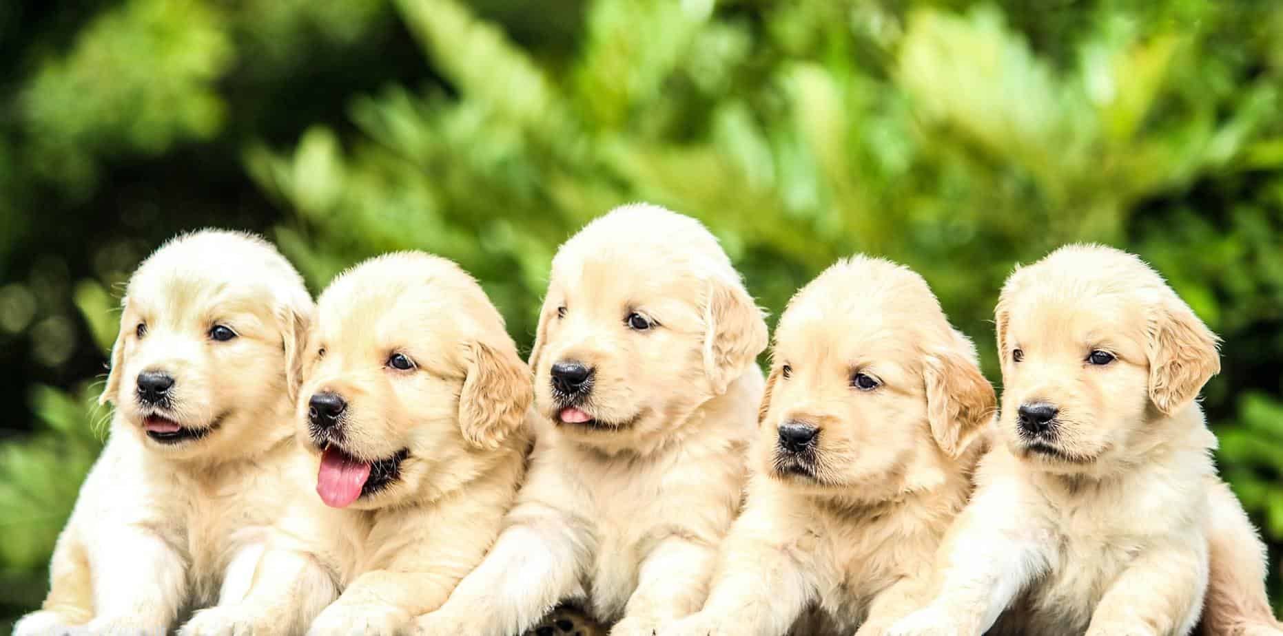 golde puppies