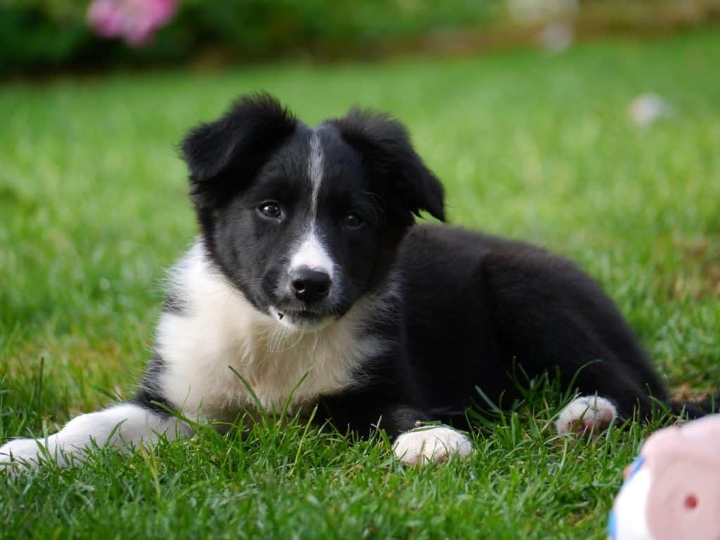 Border Collie puppy