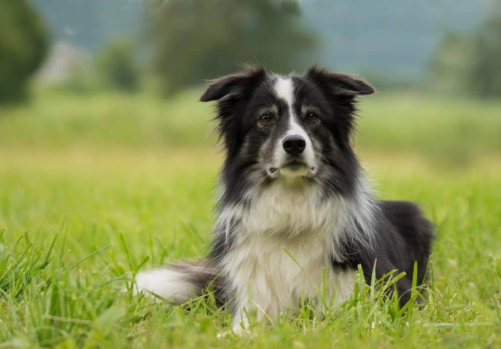 Border Collie lying down