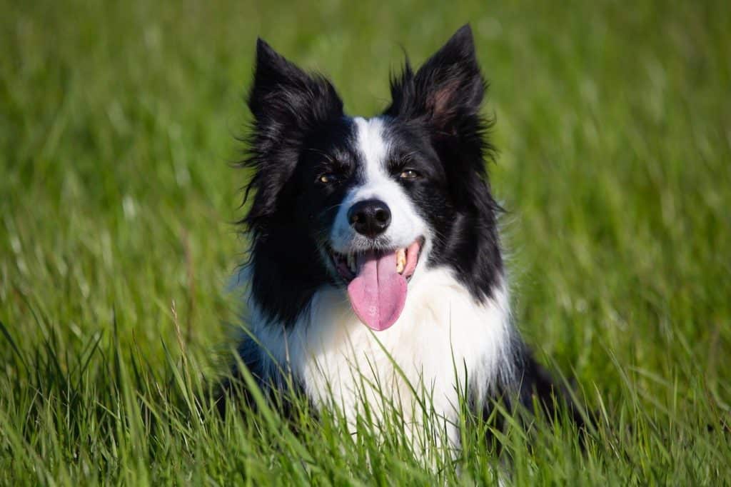 Border Collie frontal shot