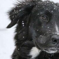 Border Collie Close-up Banner