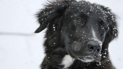 The 6 Best Dog Foods For Border Collie Pet Owners