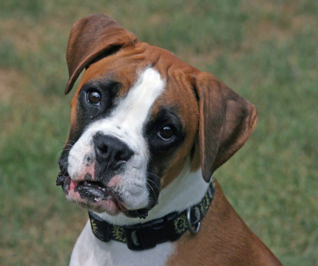 Close portrait shot of boxer dog