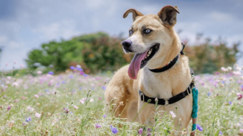 The Boxsky (Boxer Husky Mix): All You Need To Know About This Breed & Its Puppies