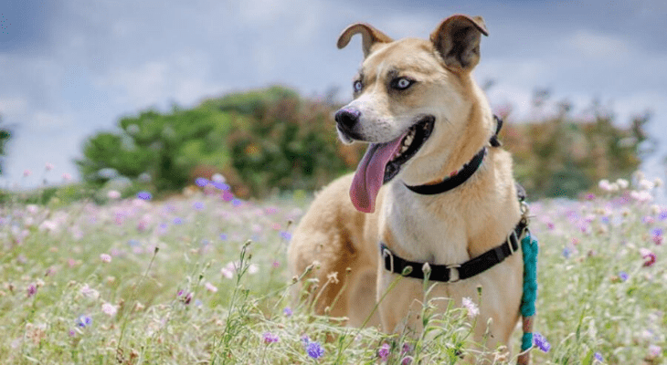 boxer husky mix grown dog boxer husky mix grown dog