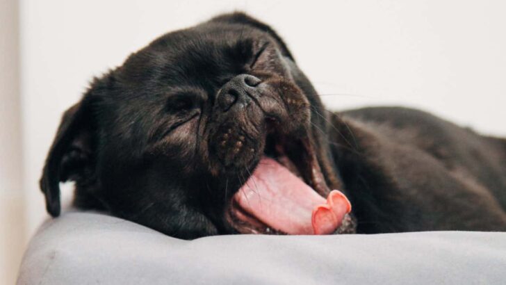 Best Memory Foam Dog Beds