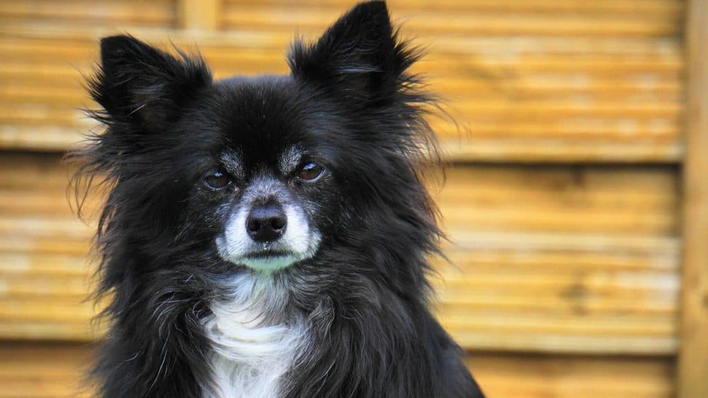 Long-haired Chihuahua