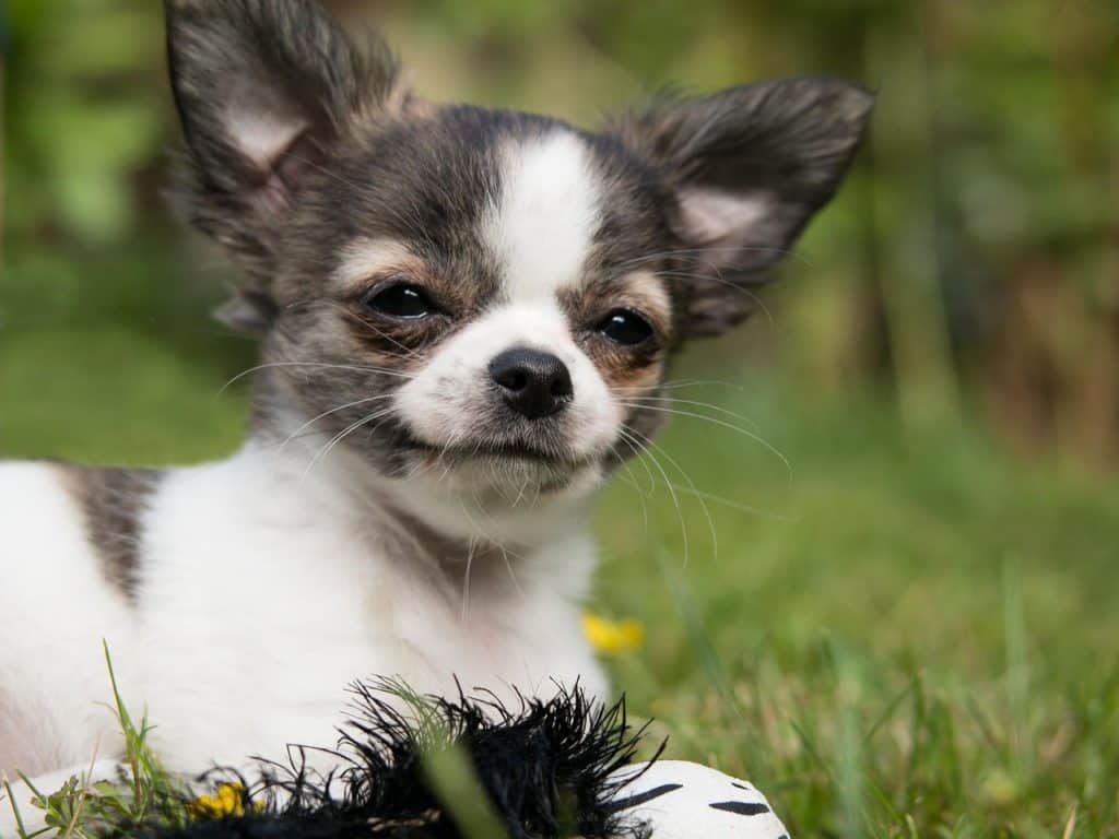 Apple shaped chihuahuas