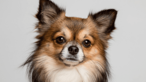 Different Types Of Chihuahua Breeds: Must-Know Facts Explained