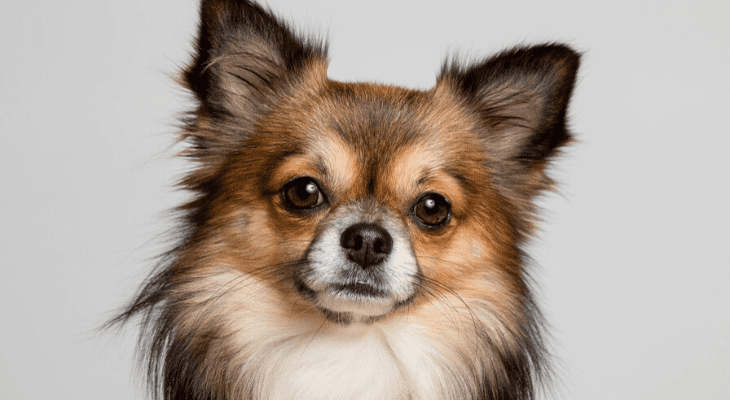 Chihuahua closeup banner
