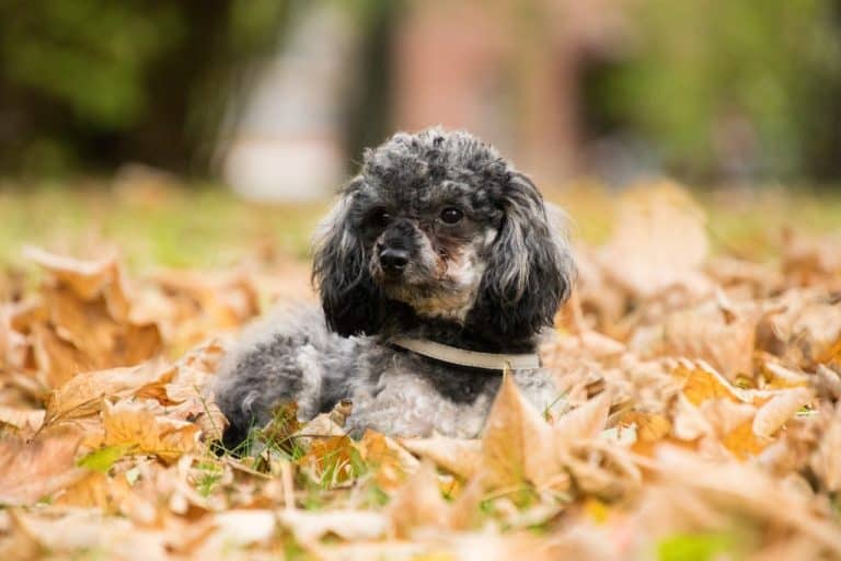 6 Best Dog Foods For Poodles Toy & Mini [2022 Edition]