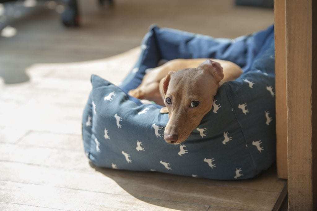 Best Outdoor Dog Bed