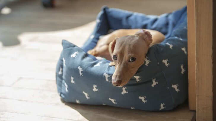 Best Outdoor Dog Bed