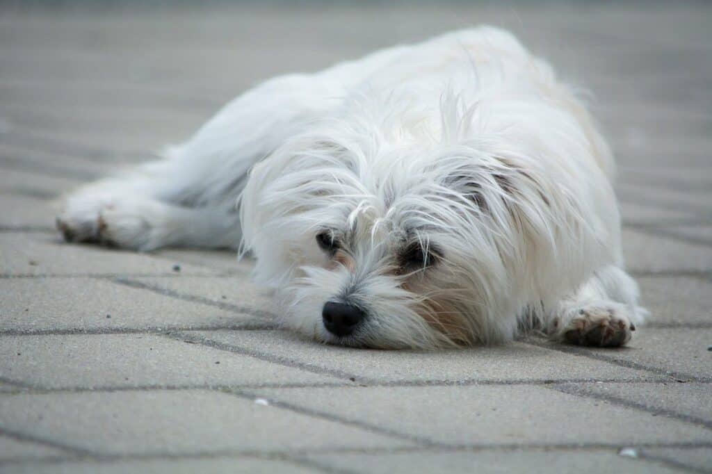 Maltese dog lying down