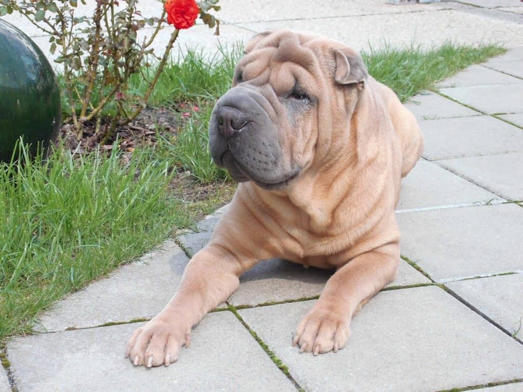 Chinese Shar-Pei close-up