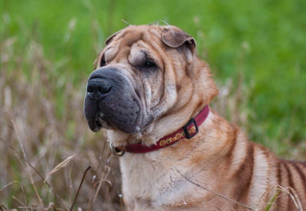 Sharpei dog portrait