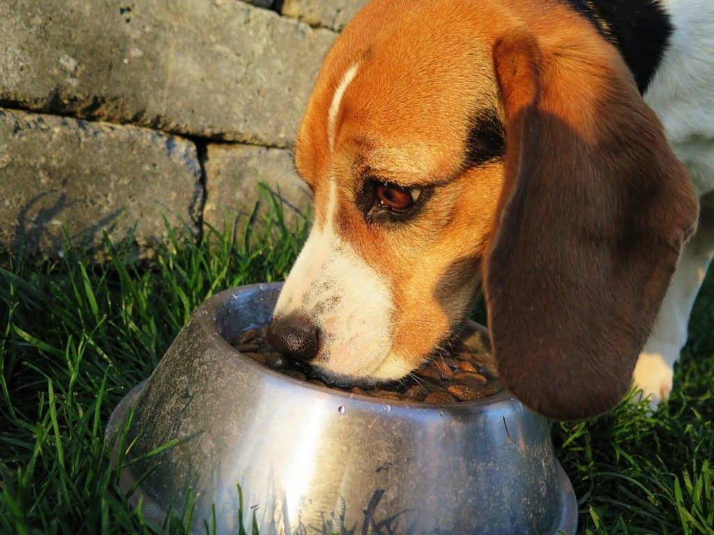 Close-up of dog eating