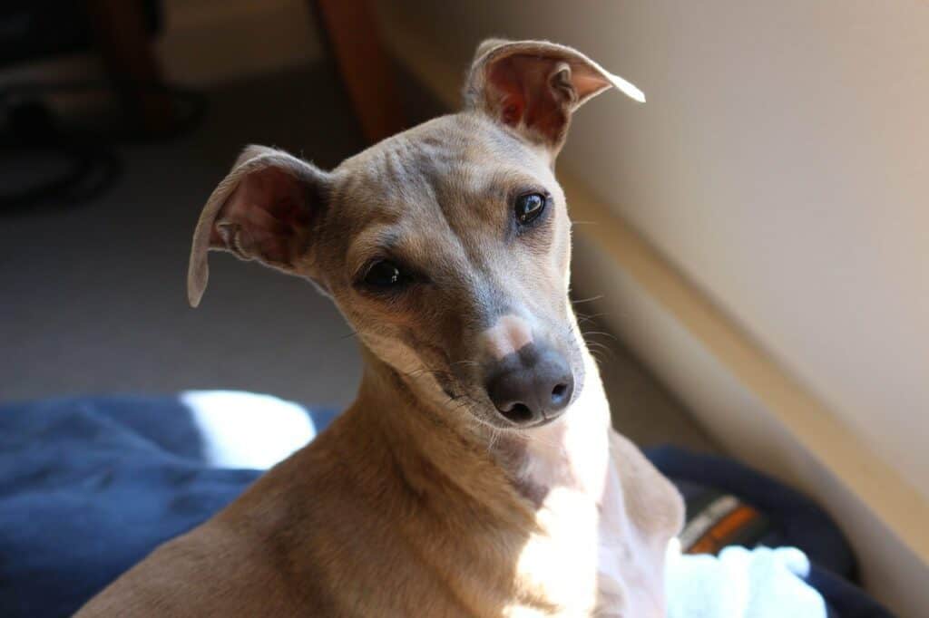 Italian greyhound close-up