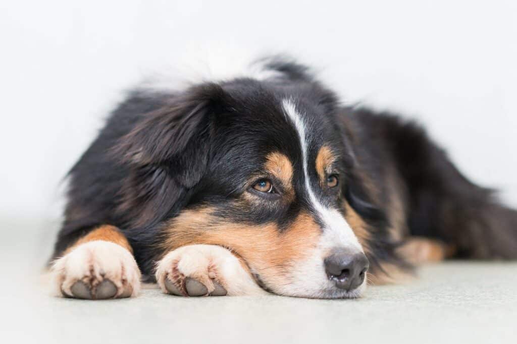 Australian Shepherd laying down