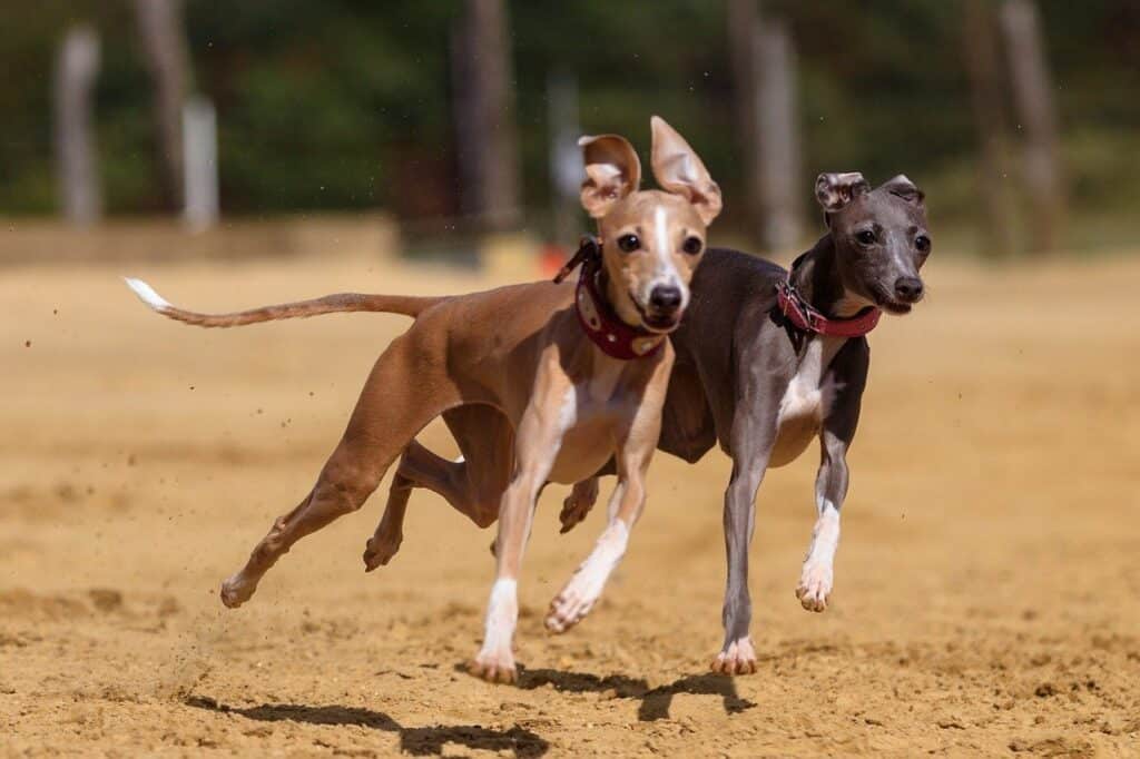 Greyhounds running