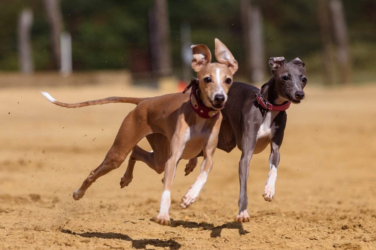 5 Best Dog Foods For Greyhounds Reviews & Buyer’s Guide