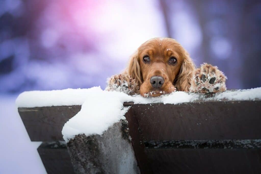 Cocker Spaniel peeking