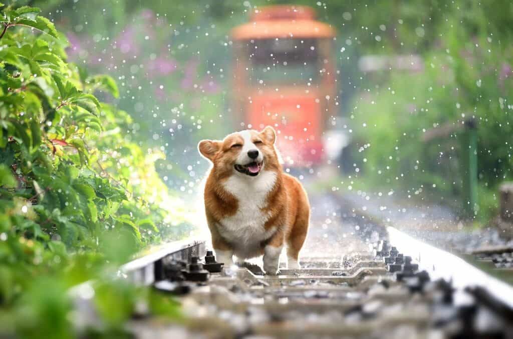 Cute corgis running on train track