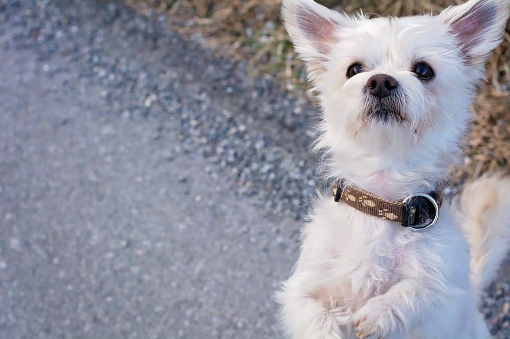 Cute Maltese dog