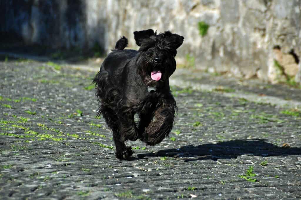 Schnauzer running